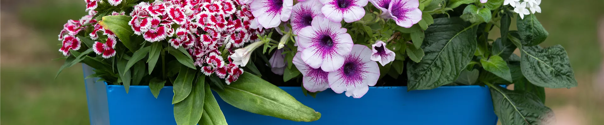 Balkonkasten Balkonkasten