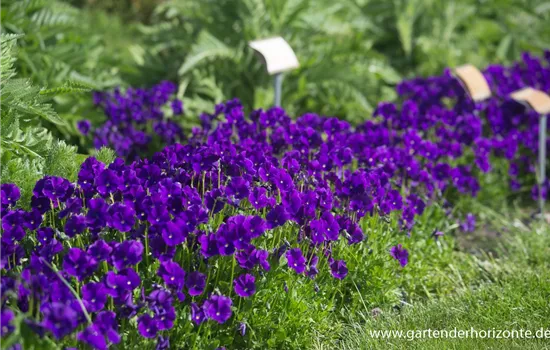 Horn-Veilchen Horn-Veilchen