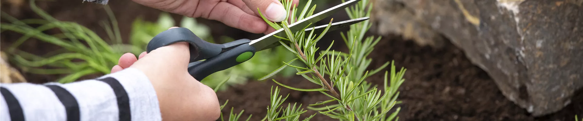 Kräuterbeet - Kräuter ernten