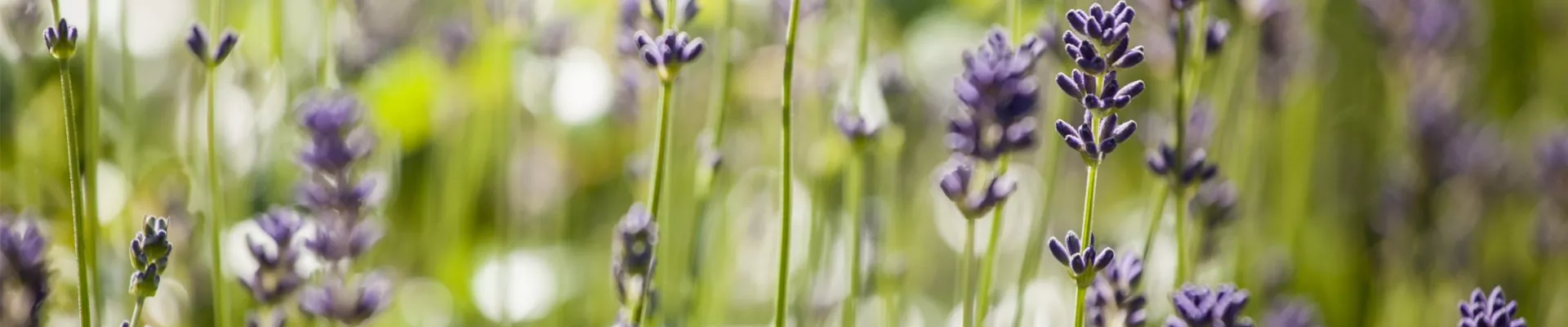 Service_Newsletter_Header_klein