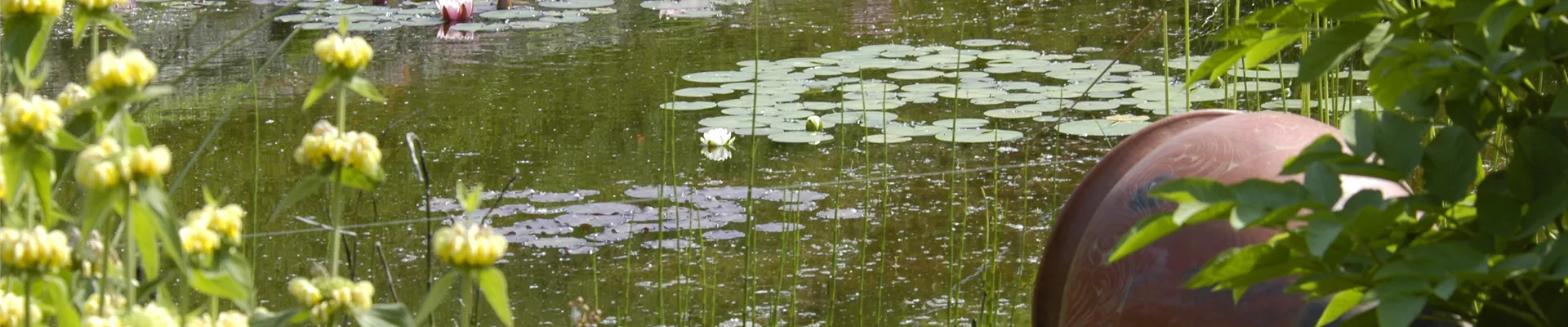 Teich mit Seerosen