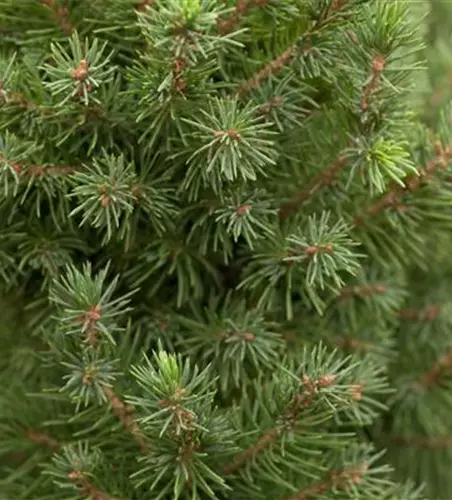 Picea glauca 'Conica Perfecta'