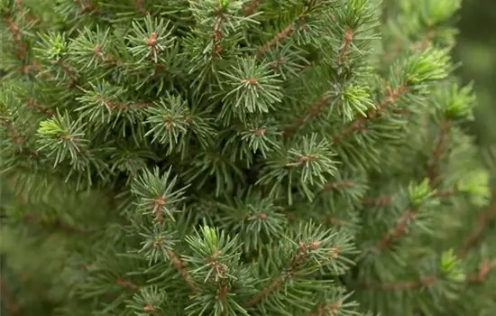 Picea glauca 'Conica Perfecta'