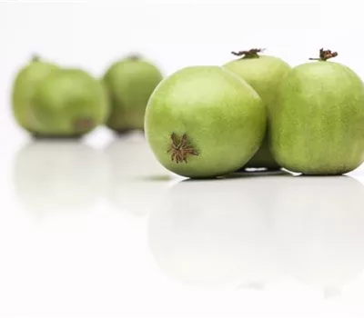 Actinidia arguta 'Weiki' -R- CAC Actinidia arguta 'Weiki' -R- CAC