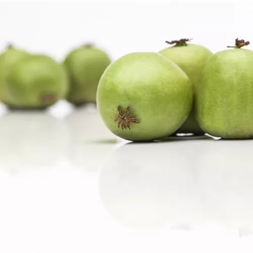 Actinidia arguta 'Weiki' -R- CAC