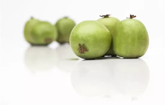 Actinidia arguta 'Weiki' -R- CAC Actinidia arguta 'Weiki' -R- CAC