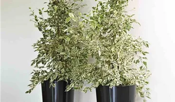 Euro3plast Pflanztopf Ø33cm schwarz 
