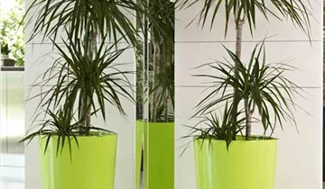 Euro3plast Pflanztopf Ø33cm schwarz 