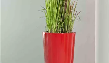 Euro3plast Pflanztopf Ø33cm schwarz 