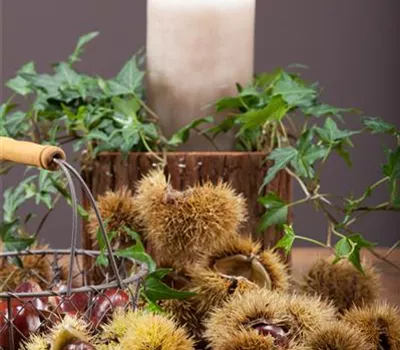 Esskastanien und Maronen sind reif