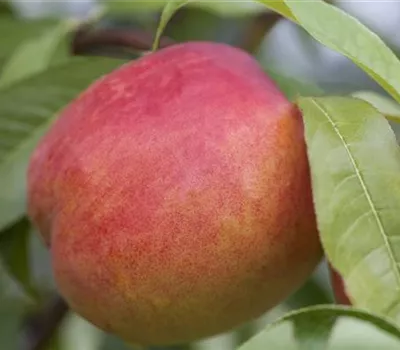 Prunus nuc.'Crimson Gold' CAC