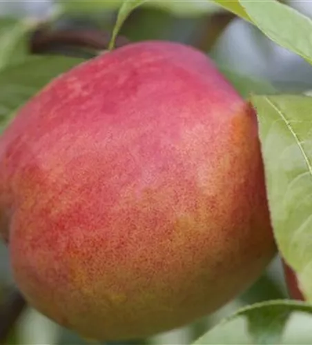 Prunus nuc.'Crimson Gold' CAC