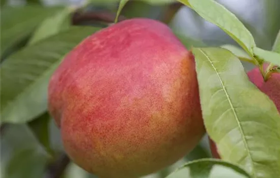 Prunus nuc.'Crimson Gold' zert. Prunus nuc.'Crimson Gold' zert.