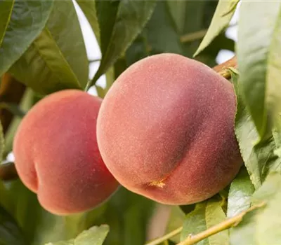 Prunus persica 'Red Haven' CAC