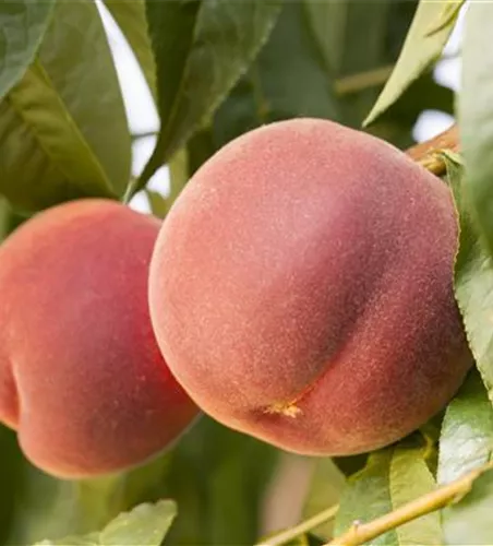 Prunus persica 'Red Haven' CAC