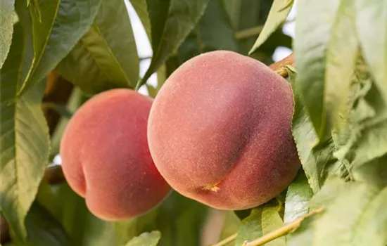 Prunus persica 'Roter Ellerstädl.' zert.