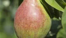 Birne 'Clapps Liebling' früh
