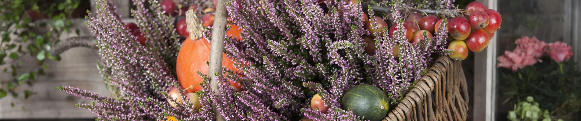 Calluna vulgaris
