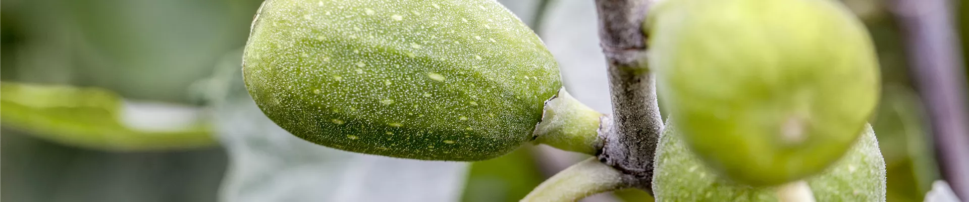 Ficus carica Ficus carica