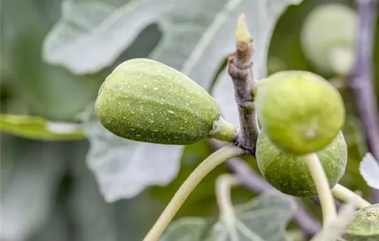 Vital-Kur für ihre Fruchtfeige