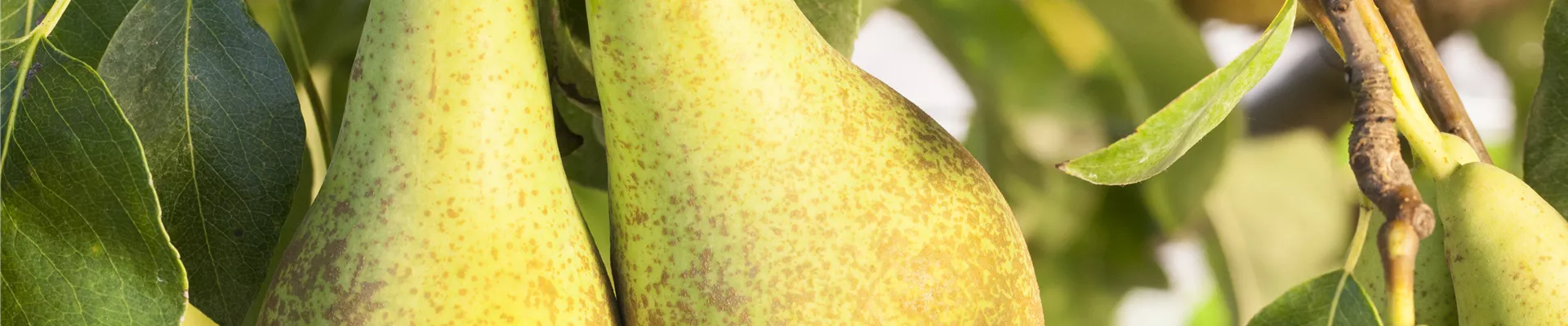 Pyrus communis 'Conference' Pyrus communis 'Conference'