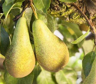 Birnengitterrost vorbeugen Birnengitterrost vorbeugen