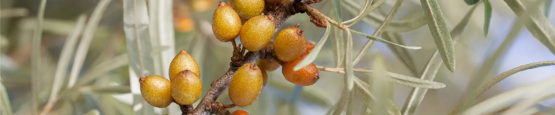 Hippophae rhamnoides 'Leikora'