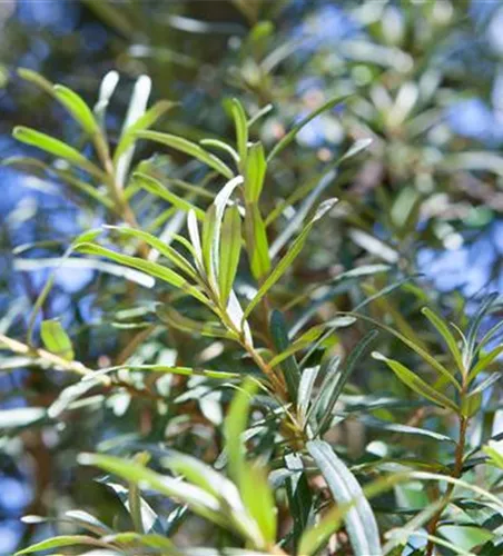 Hippophae rhamnoides 'Pollmix'