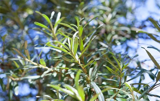 Hippophae rhamnoides 'Pollmix' Hippophae rhamnoides 'Pollmix'