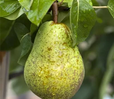 Pyrus com.'Condo' CAC