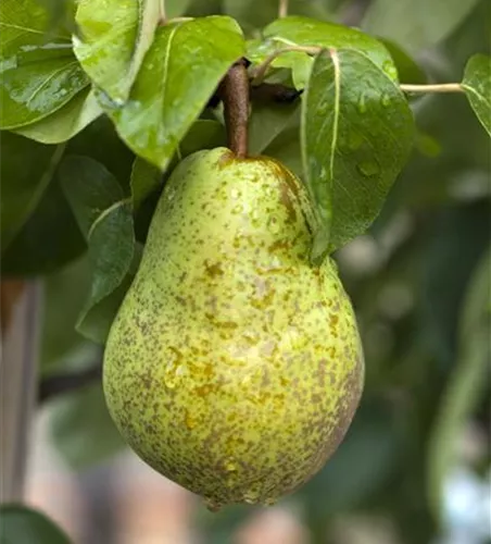 Pyrus com.'Condo' CAC Pyrus com.'Condo' CAC