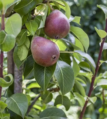 Pyrus com.'Rote Williams Christ' zert.