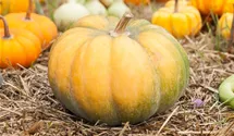 Cucurbita moschata 'Muscat de Provence'