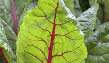 Beta vulgaris var. cicla 'Bright Lights'