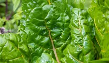 Beta vulgaris var. cicla 'Bright Lights'