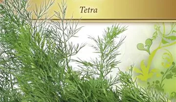 Anethum graveolens var. hortorum 'Tetra'