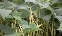 Phaseolus vulgaris var. vulgaris 'Neckargold'