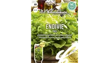 Cichorium endivia var. crispum 'Eros'