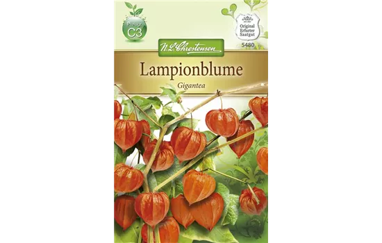 Lampionblumensamen 'Gigantea' Lampionblumensamen 'Gigantea'