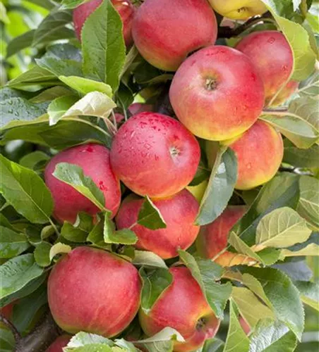 Malus 'Rewena' -S- zert