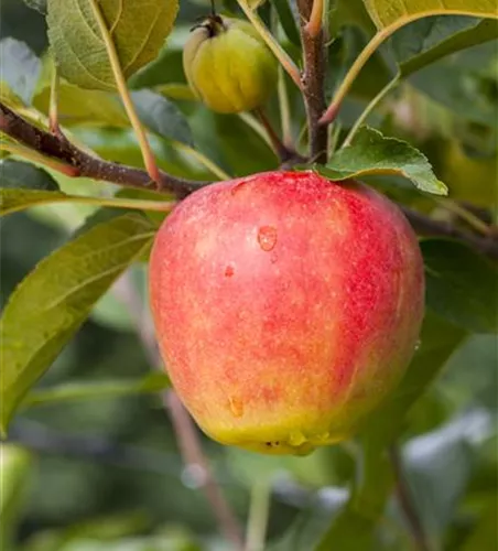 Malus 'Rebella' -S- zert.