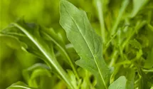 Eruca sativa