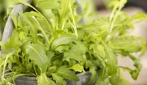 Eruca sativa