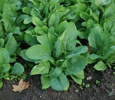 Spinat 'Frühes Riesenblatt' Spinat 'Frühes Riesenblatt'