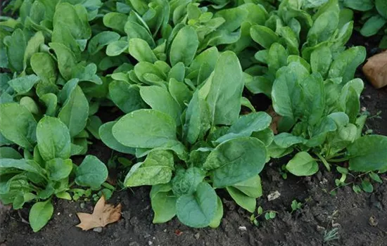 Spinat 'Frühes Riesenblatt' Spinat 'Frühes Riesenblatt'