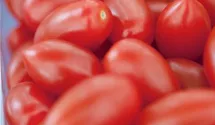 Solanum lycopersicum 'San Marzano'