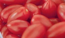 Solanum lycopersicum 'San Marzano'