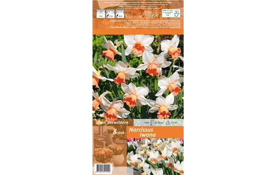 Alpenveilchenartige Narzisse 'Iwona'
