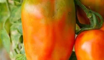 Solanum lycopersicum 'San Marzano'