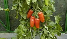 Solanum lycopersicum 'San Marzano'